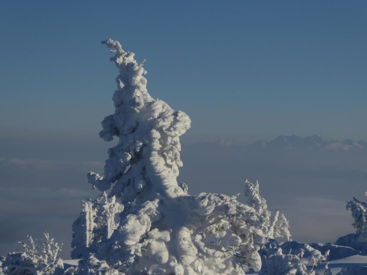 Pokoje Goscinne - Za Borem Zubrzyca Gorna Exteriör bild