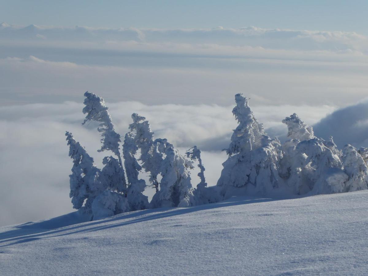 Pokoje Goscinne - Za Borem Zubrzyca Gorna Exteriör bild