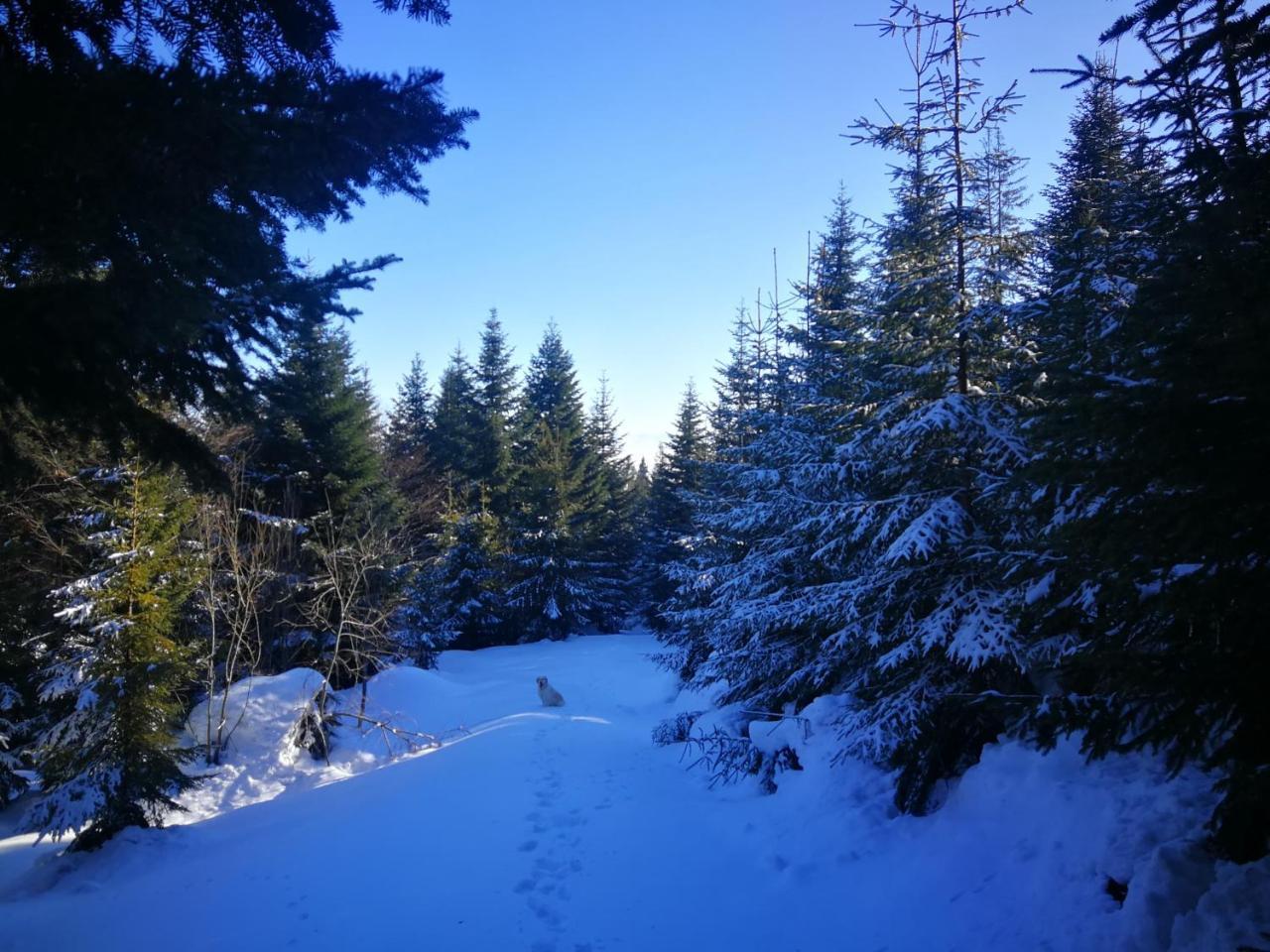 Pokoje Goscinne - Za Borem Zubrzyca Gorna Exteriör bild